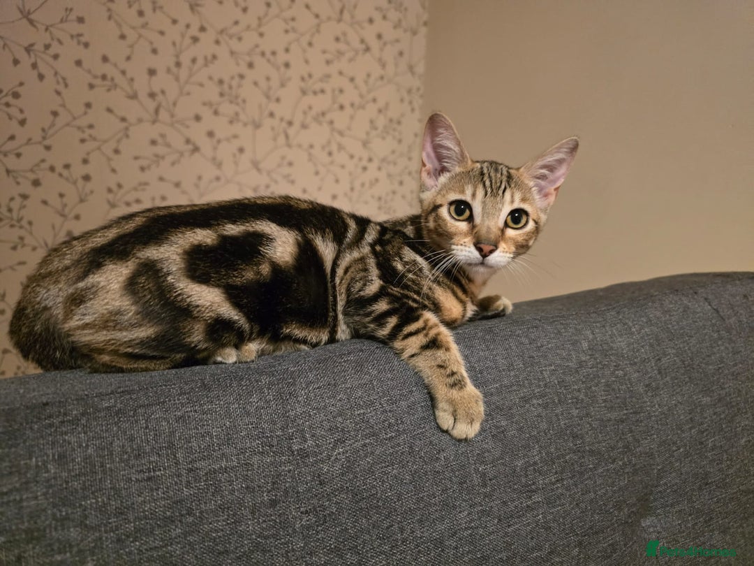 Bengal cats for sale: Bengal kittens - Image 19