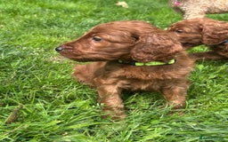 Irish Doodle dogs for sale: Irish doodles - Image 18