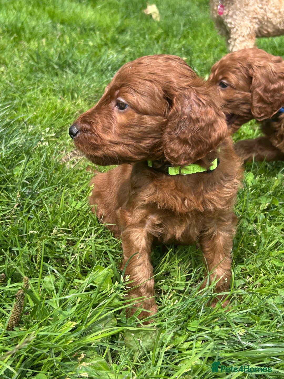 Irish Doodle dogs for sale: Irish doodles - Image 18