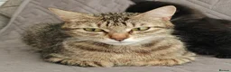 Domestic Shorthair cats for sale: Happy Kittens Looking for a new forever home - Advert 11