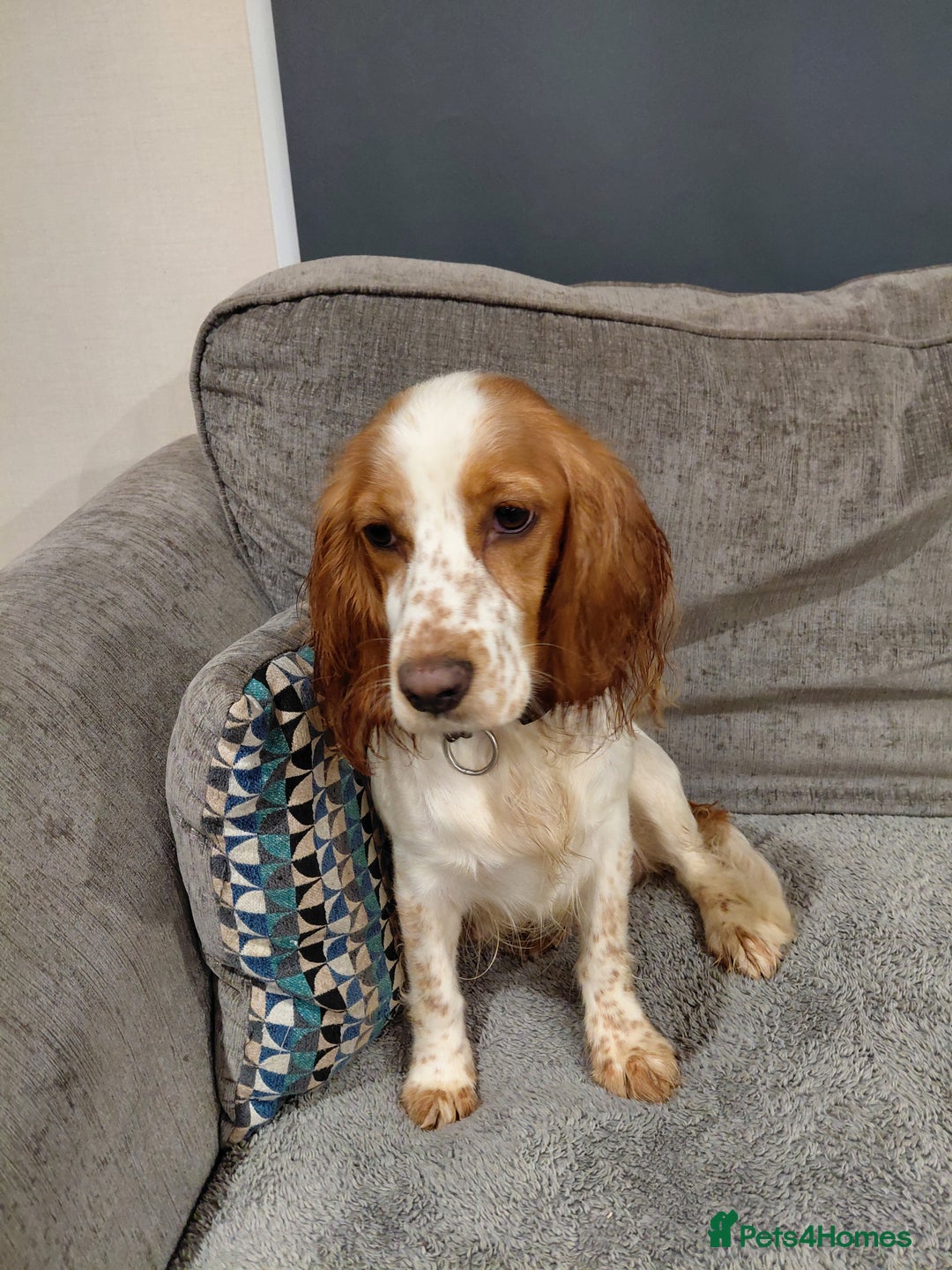 Sprocker dogs for sale: *BEAUTIFUL SPROKER PUPPIES * - Advert 17