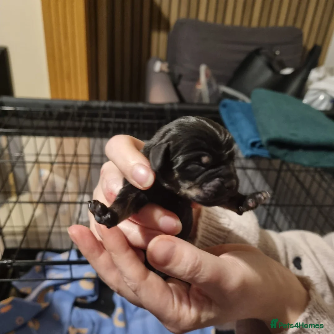 Mixed Breed dogs for sale: Beautiful litter of Daugs - Advert 8