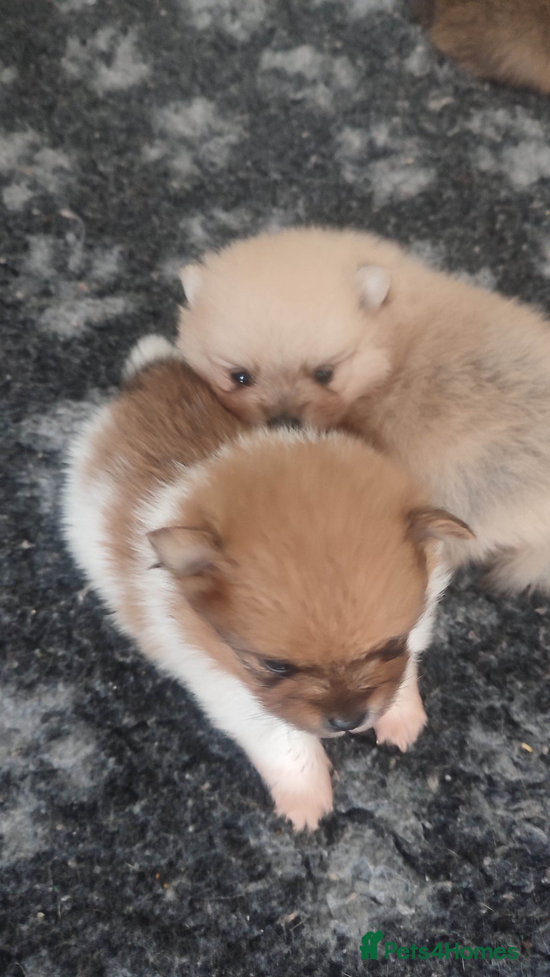 Pomeranian dogs for sale: Top Quality -KC registered  - Image 26