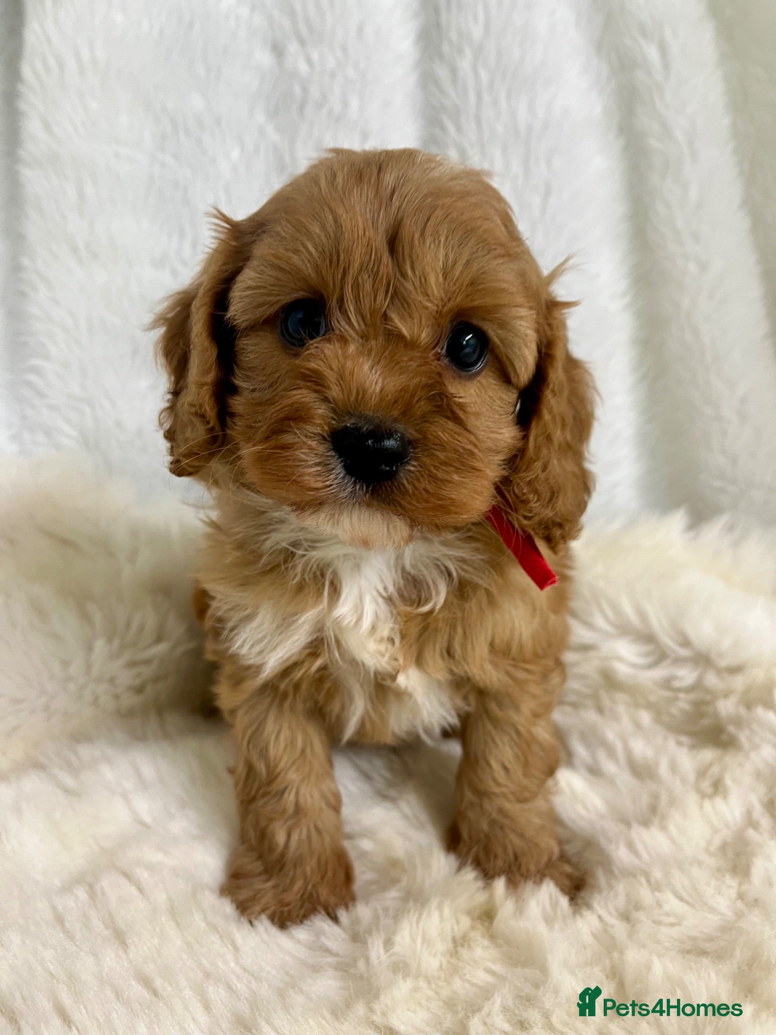Cavapoo dogs ⭐ Top quality, health tested Toy Cavapoo babies ⭐ - Advert 1