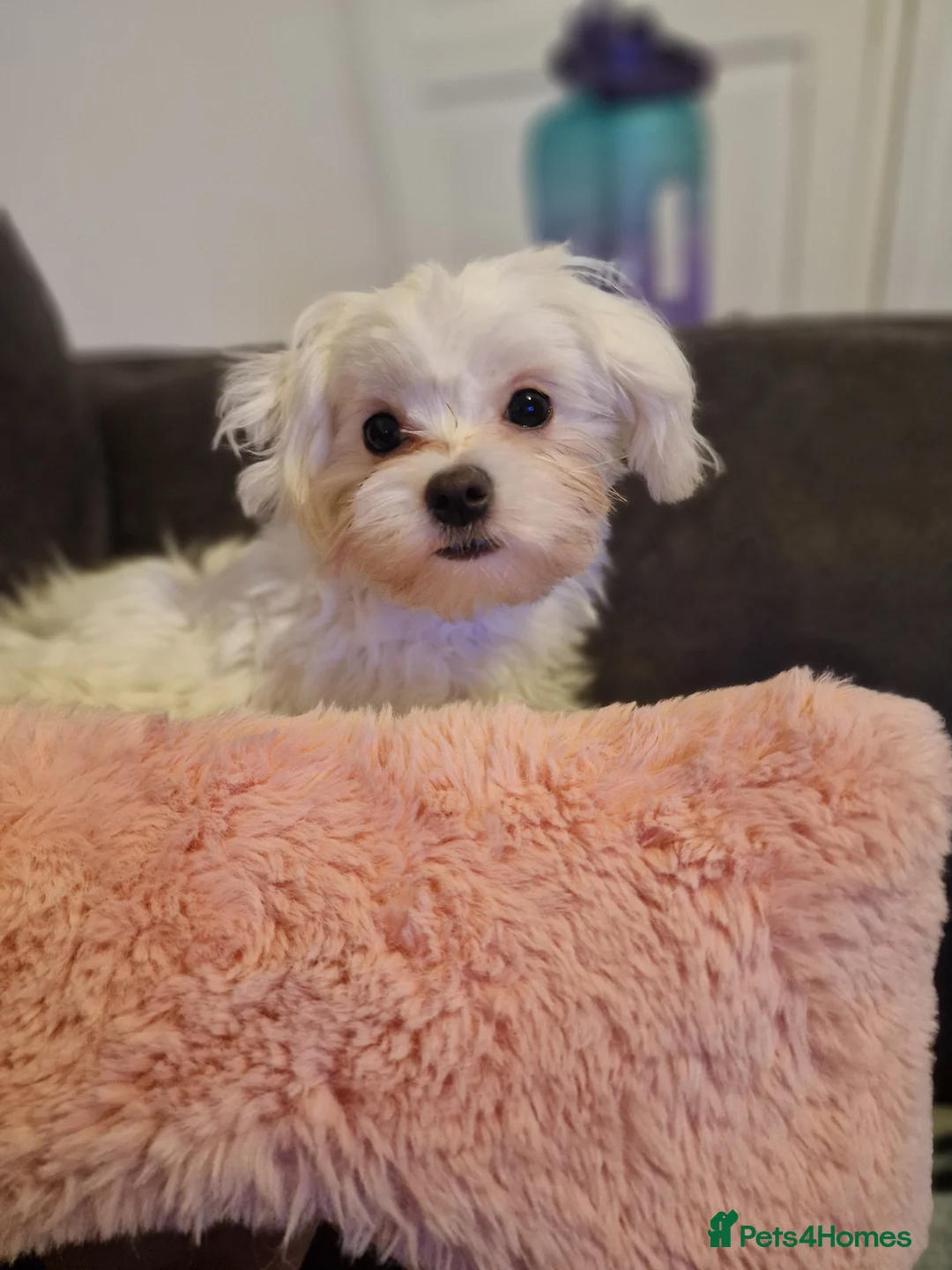 Mixed Breed dogs for sale: Mixed breed - Advert 7