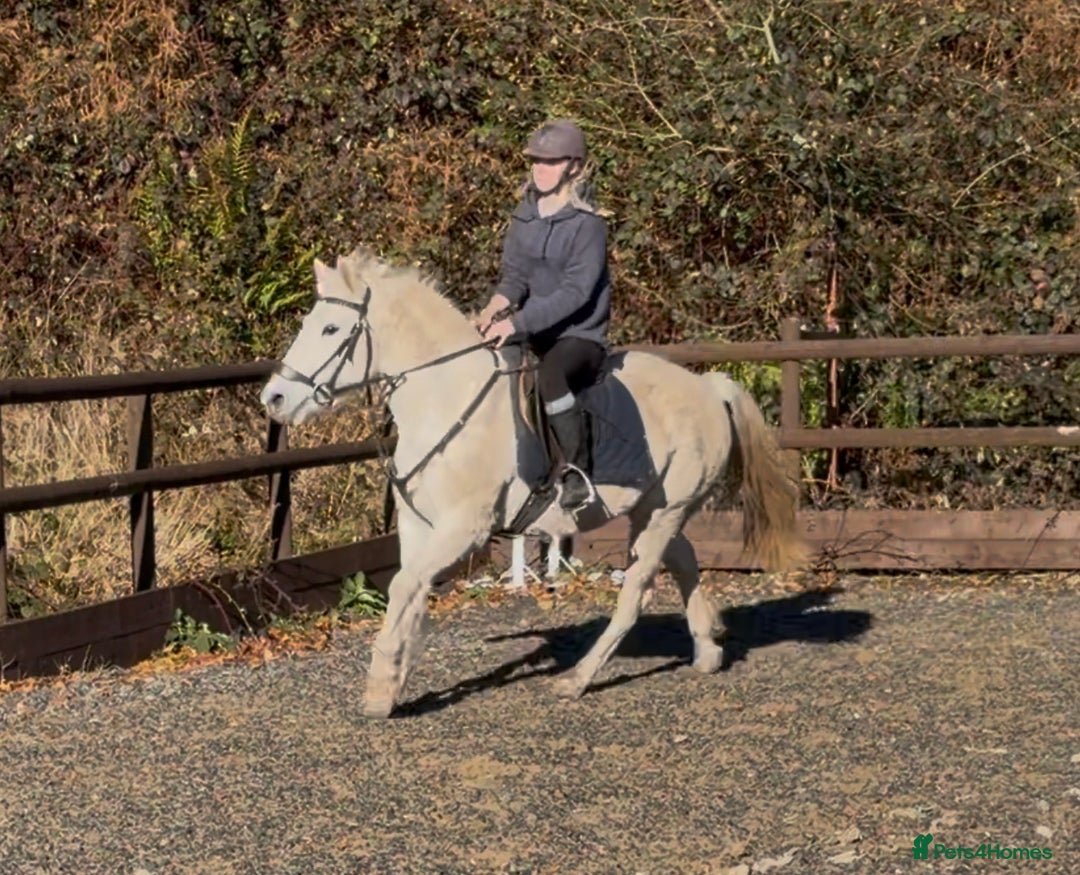 Connemara horses for sale: Lance The Legend - Advert 2