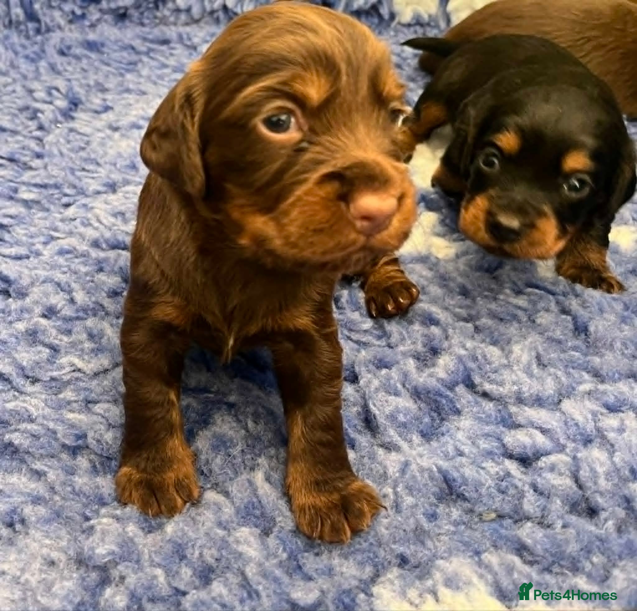 Cocker Spaniel dogs 🏆 🐾 Hunter's Famous Puppies Have Arrived! 🐾 - Advert 1
