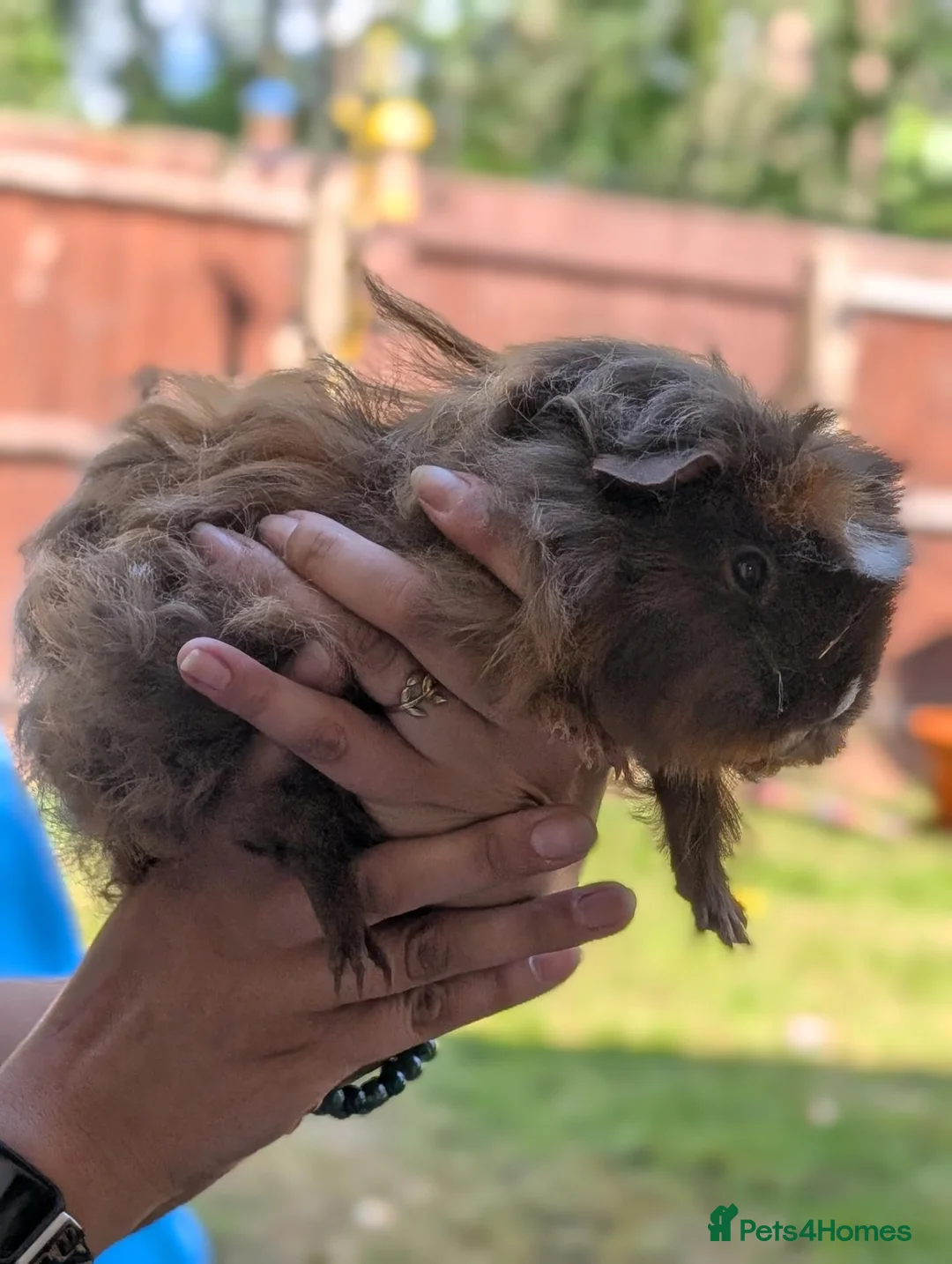 Guinea Pig rodents for sale: 3 female guinea pigs in Mansfield - Advert 2
