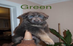 German Shepherd dogs for sale: RARE BLUE/BLACK KC REG GSD PUPS 💙 🐾 - Image 6
