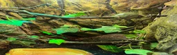 Frog reptiles for sale: Whites tree frogs for sale  in Walsall - Advert 5