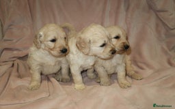 Goldendoodle dogs for sale: 7 beautiful golden doodles  - Advert 6
