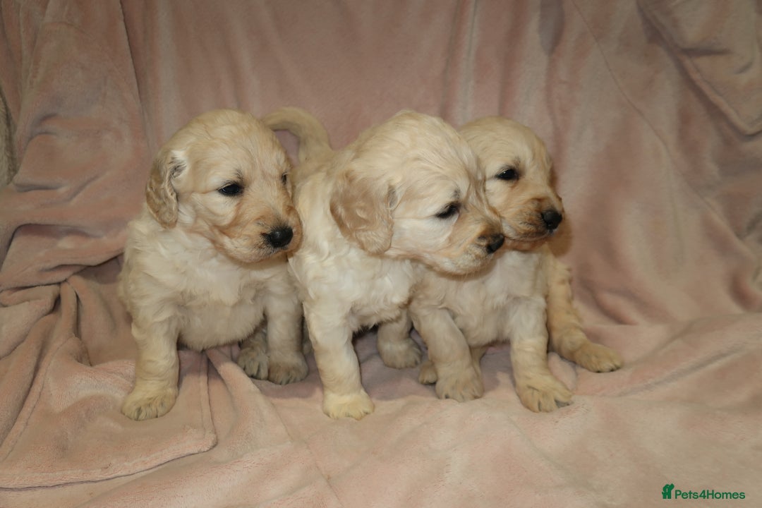 Goldendoodle dogs for sale: 7 beautiful golden doodles  - Advert 6