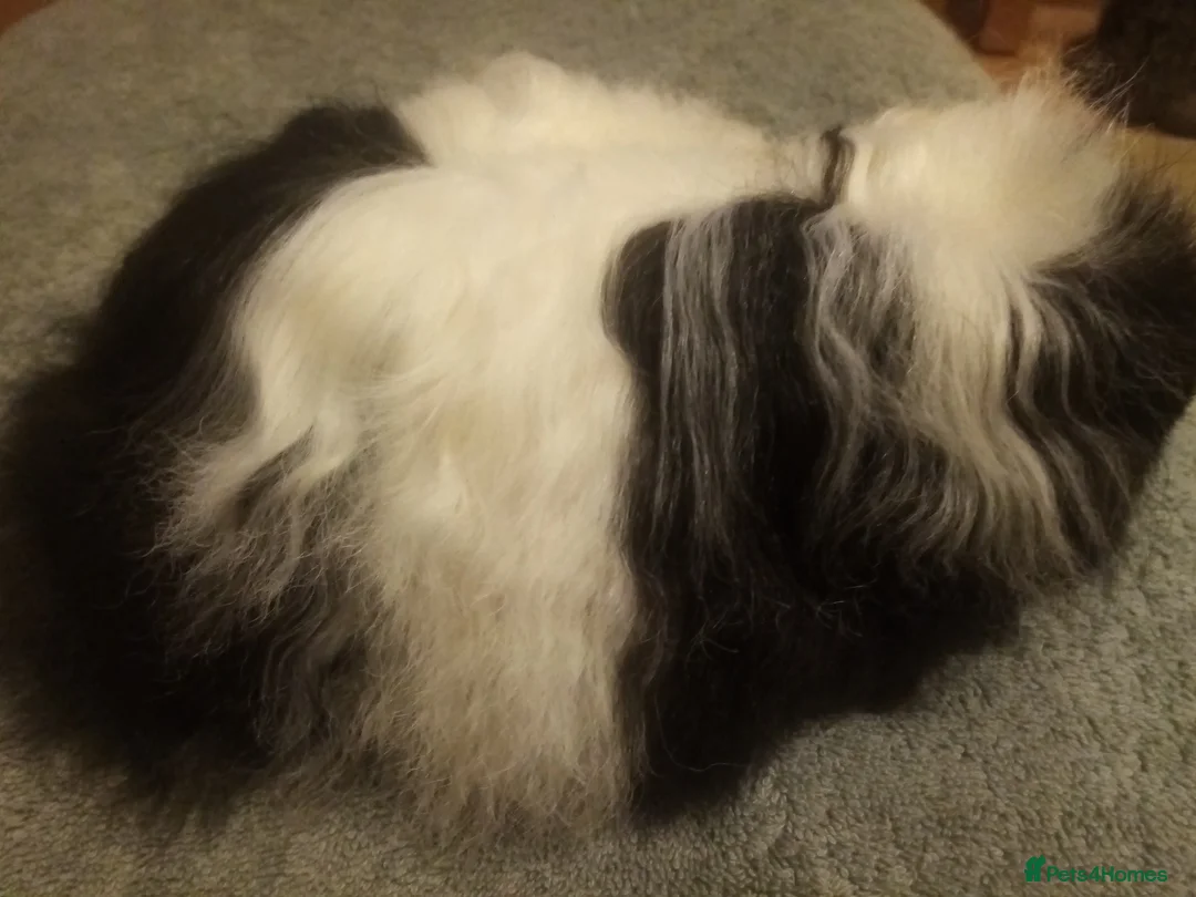 Guinea Pig rodents for sale: 4 mth old Merino Guinea pig male - Advert 1