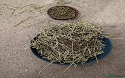 Mini Lop rabbits for sale: Mini Lop for a good home 🥰 - Image 26