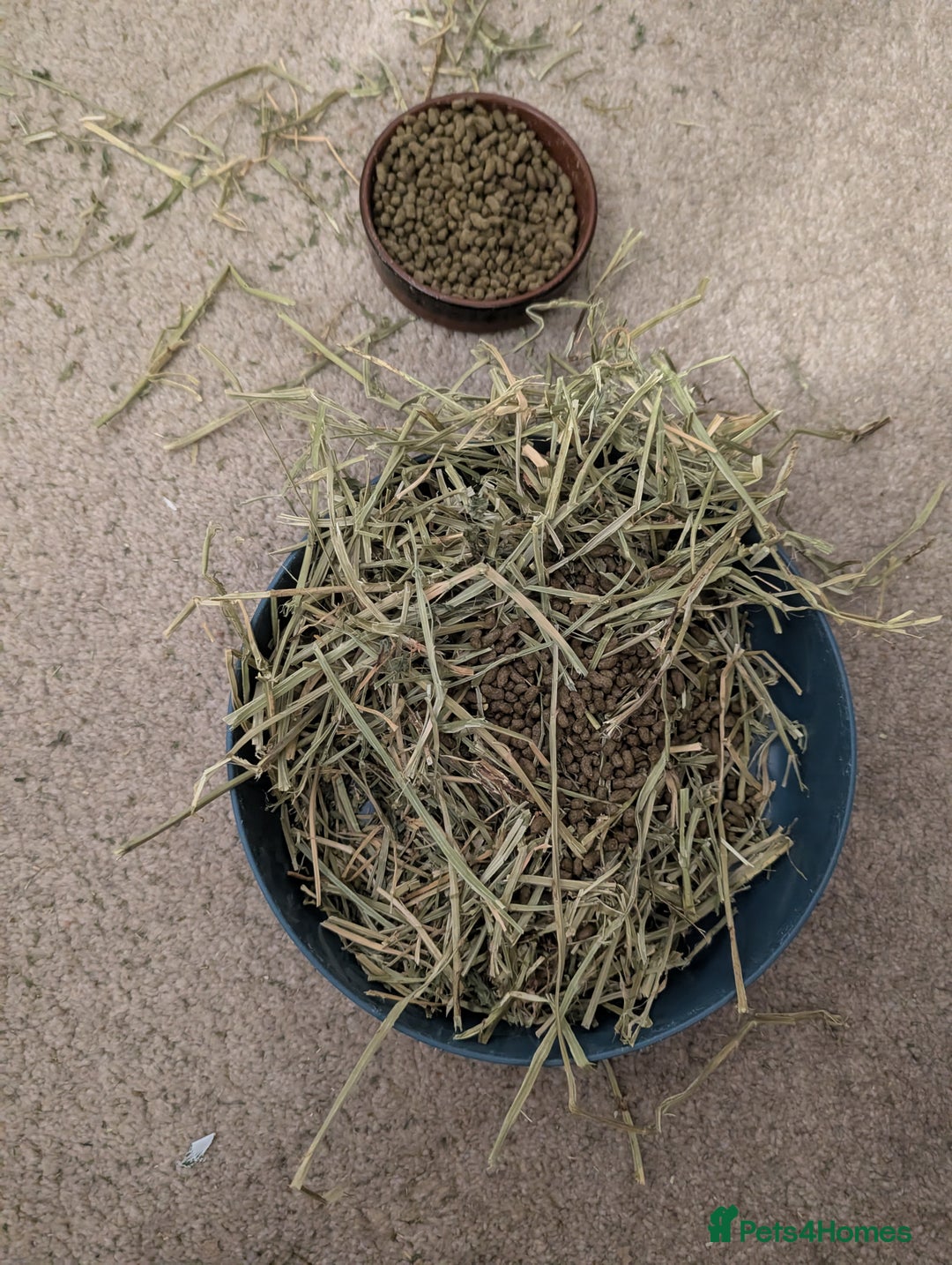 Mini Lop rabbits for sale: Mini Lop for a good home 🥰 - Image 26