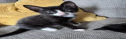 Mixed Breed cats for sale: 4 beautiful Tabby kittens  - Advert 13