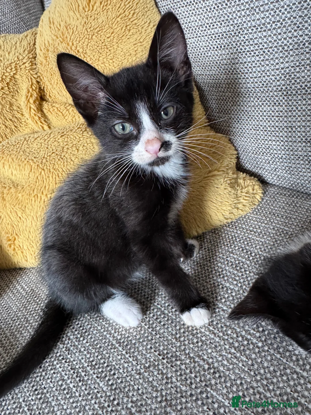 Mixed Breed cats for sale: 4 beautiful Tabby kittens  - Advert 13