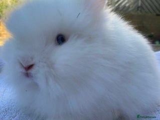 Lionhead rabbits Ready to leave Monday - Advert 13