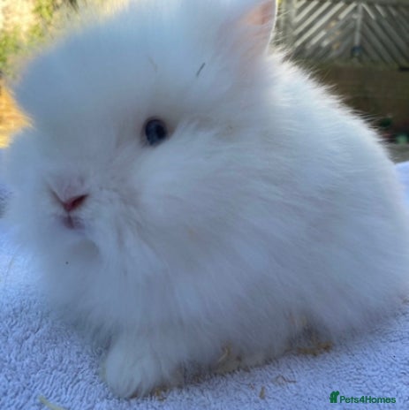 Lionhead rabbits Ready to leave Monday - Advert 1