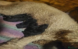 Mixed Breed dogs for sale: Saint Bernadoodles F1  - Image 10