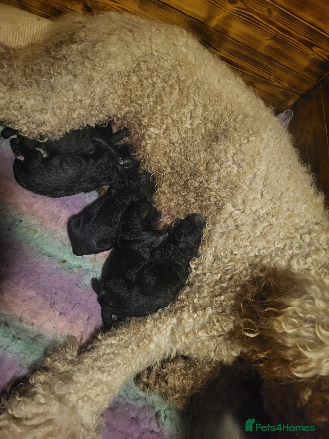 Mixed Breed dogs for sale: Saint Bernadoodles F1  - Image 10