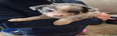 Blue merle