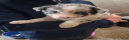 Border Collie dogs for sale: Border collie - Advert 7