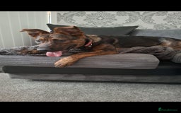 Mixed Breed dogs for sale: Loving home wanted - Image 3