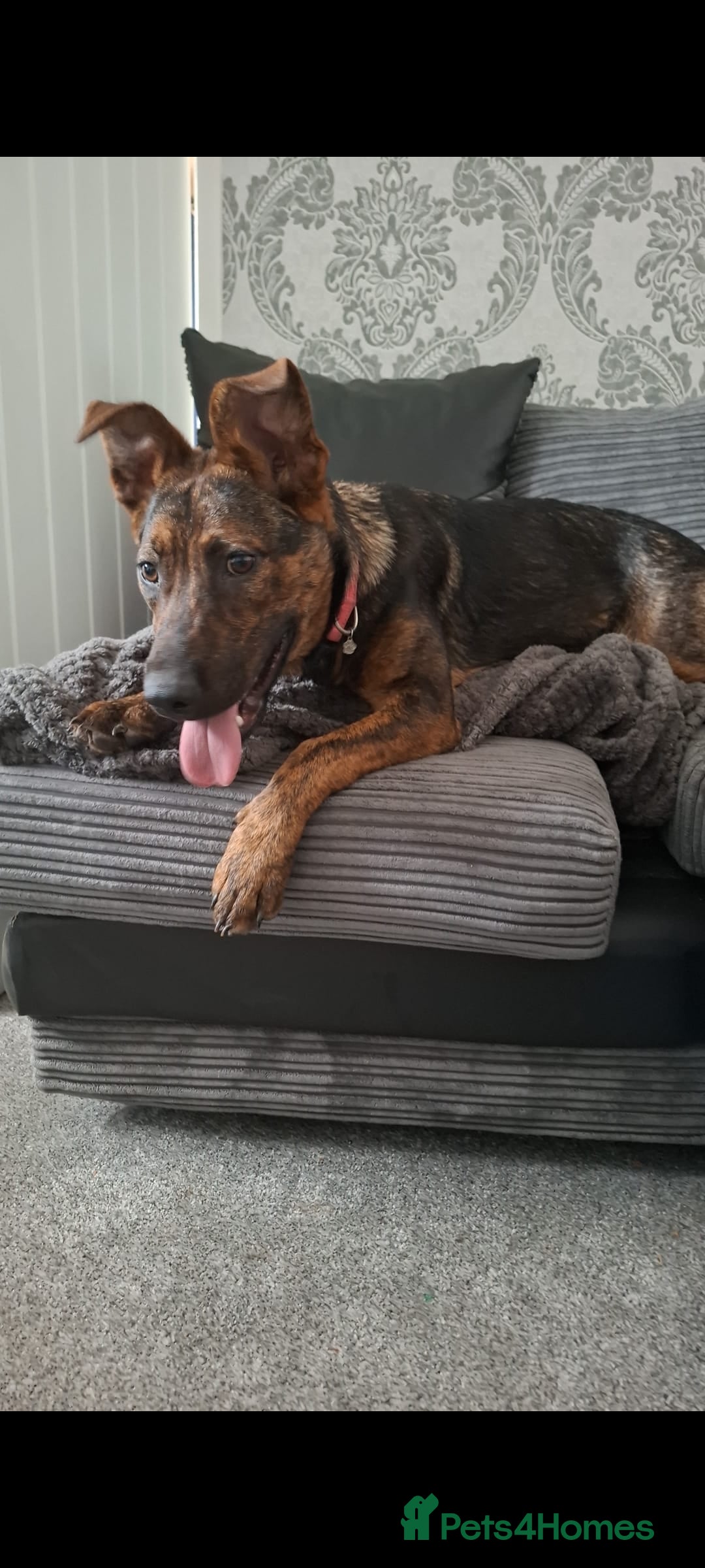 Mixed Breed dogs for sale: Loving home wanted - Image 3