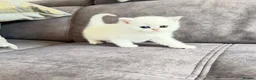 British Shorthair cats for sale: 😻TICA British Shorthair kittens 😻 - Advert 31