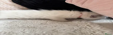 Ragdoll 3