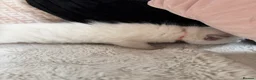 Ragdoll cats for sale: Blue point ragdoll kittens  - Advert 19