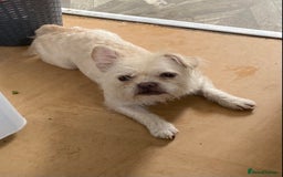 Mixed Breed dogs for sale: Boarder terrier cross frenchie - Image 1