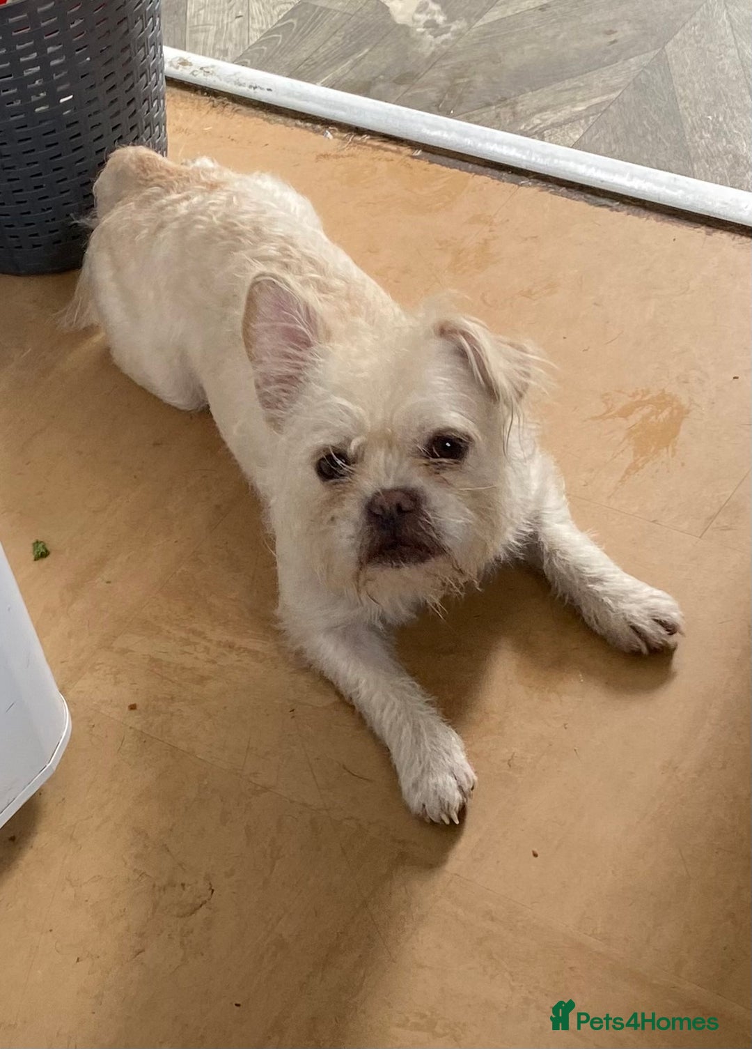 Mixed Breed dogs for sale: Boarder terrier cross frenchie - Image 1