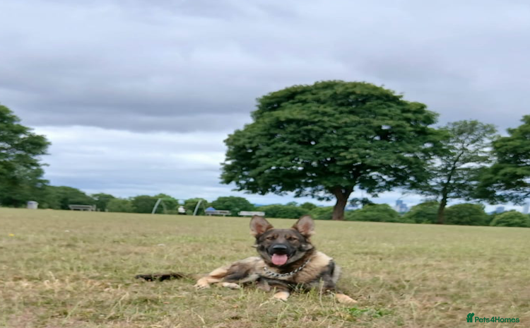 German Shepherd dogs in Birmingham - Advert 6