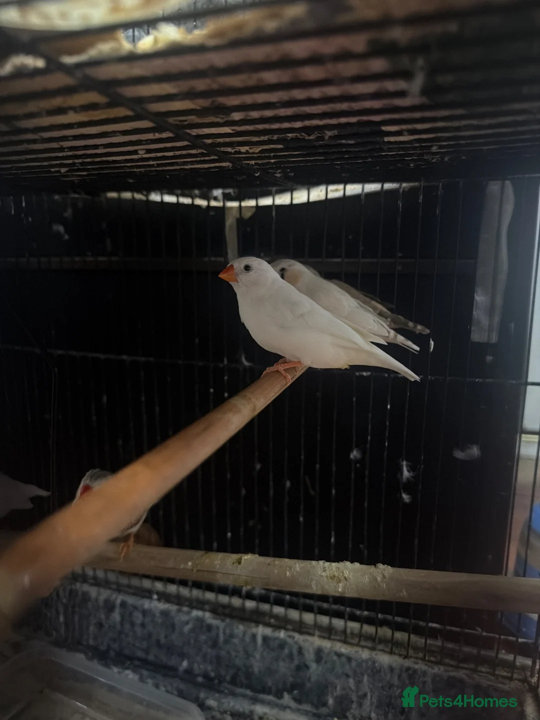 Finches birds for sale: Finches looking for a new home in Stoke-on-Trent - Advert 1