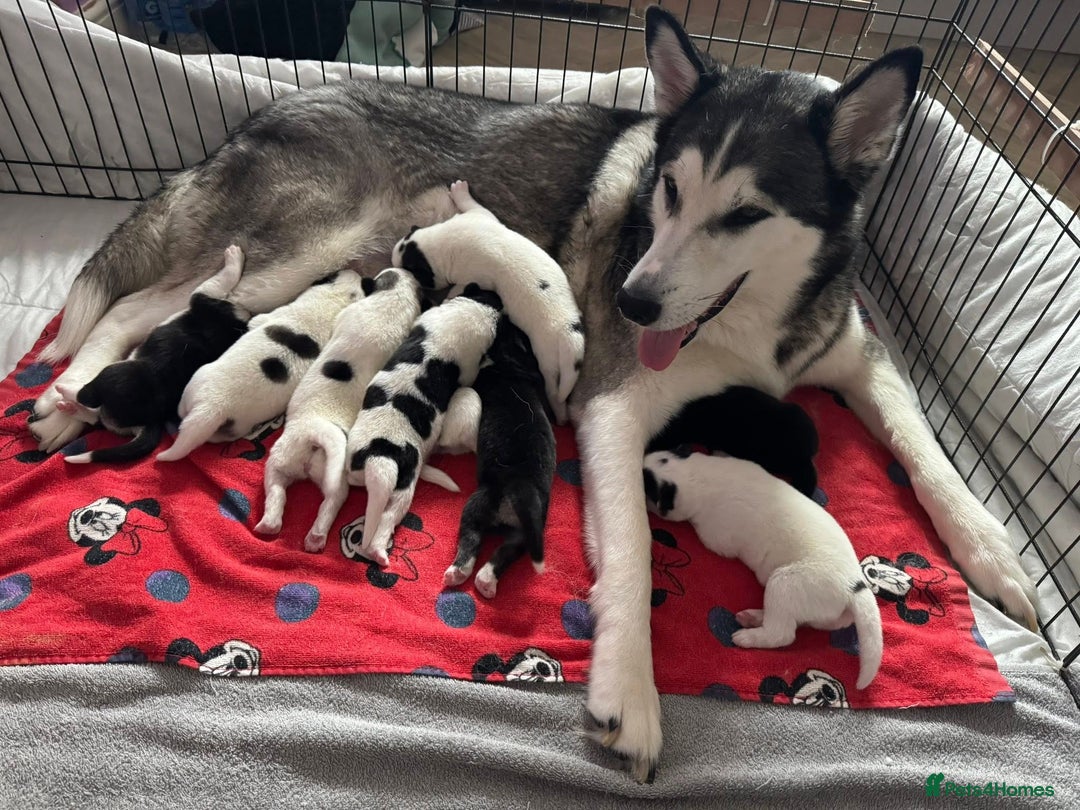 Mixed Breed dogs for sale: Siberian Husky cross Samoyed / Samusky - Image 2
