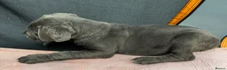 Cane Corso dogs for sale: CANE CORSO CHAMPION BLOODLINE PEDIGREE PUPPIES  - Advert 10