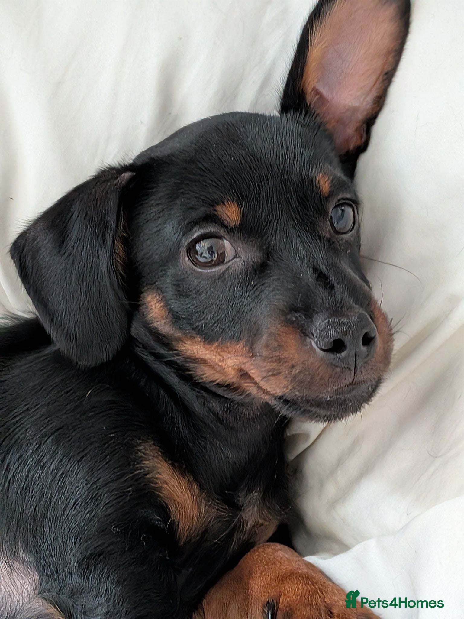Mixed Breed dogs Miniature Dauschund/Dorkie pups - Advert 1