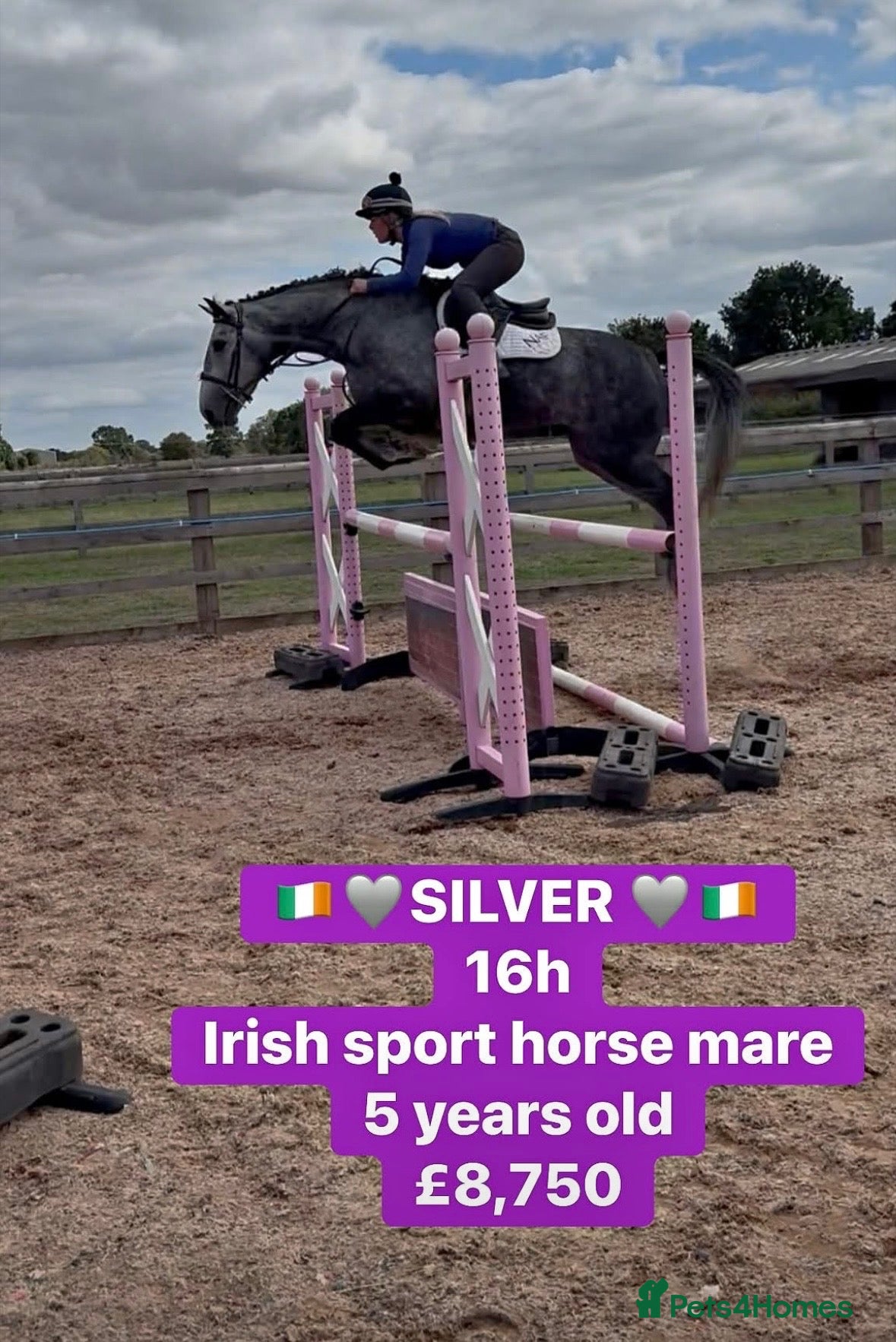Irish Sports horses Silver – 16hh, 5-Year-Old Steel Grey Mare - Advert 1