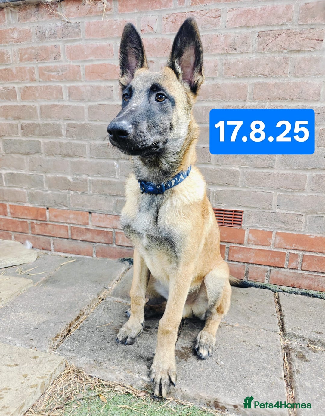 Belgian Shepherd Dog dogs for sale: KC Reg Belgian Shepherd Malinois pups for sale in Newport - Image 10