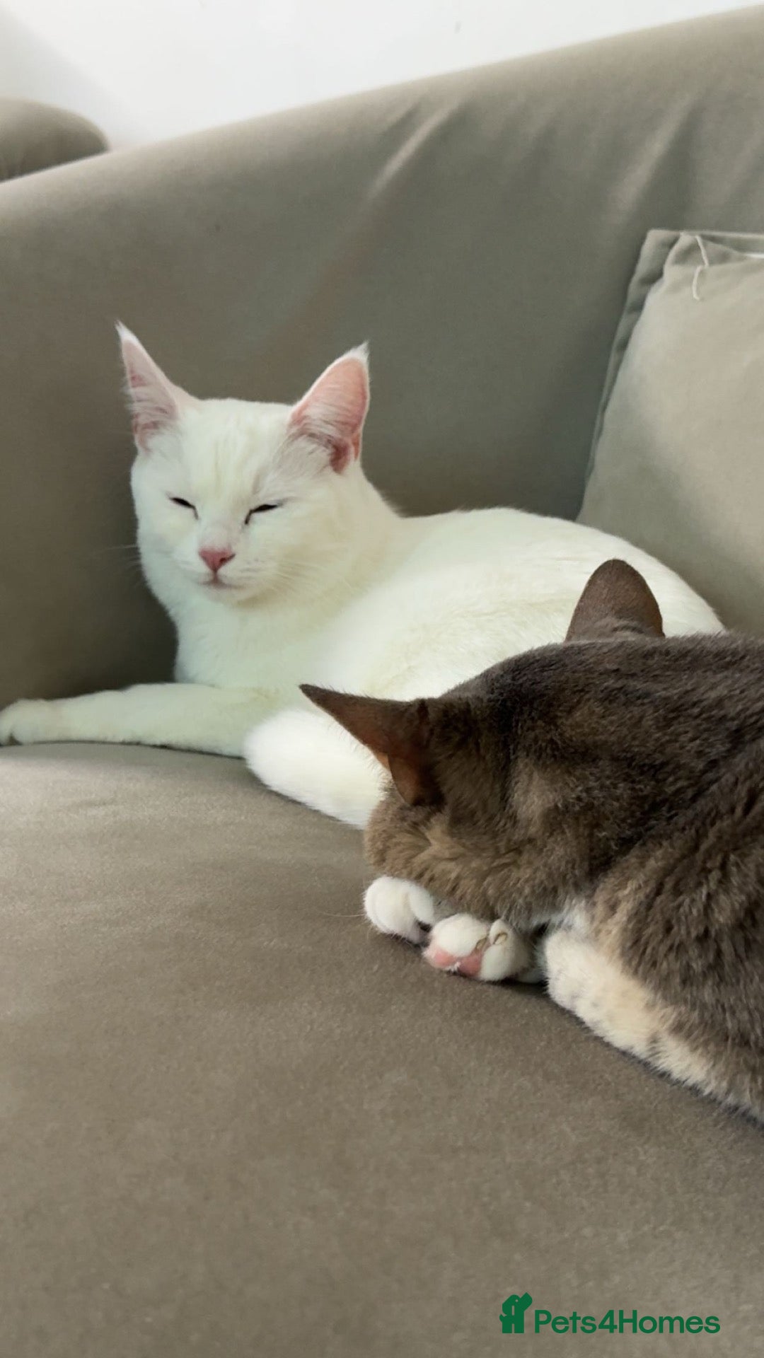 Turkish Angora cats Snowy & Milo Looking for a New Home 🐾 - Advert 3