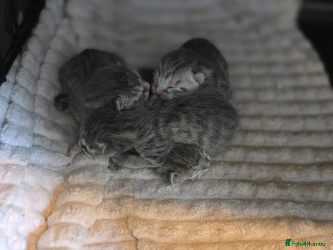 Bengal cats for sale: Half bengal kitten  in Birmingham - Advert 11