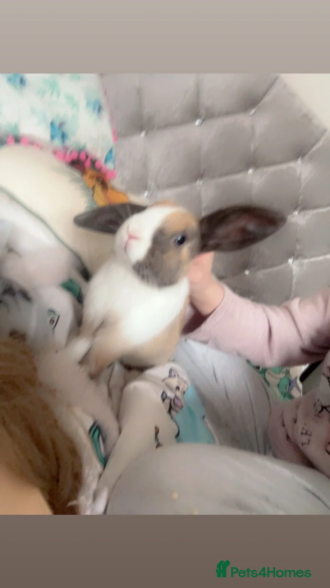 Mixed Breed rabbits for sale: rabbit for sale  in Bristol - Advert 2