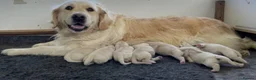 Golden Retriever dogs for sale: Top quality golden Retriever puppies - Advert 4