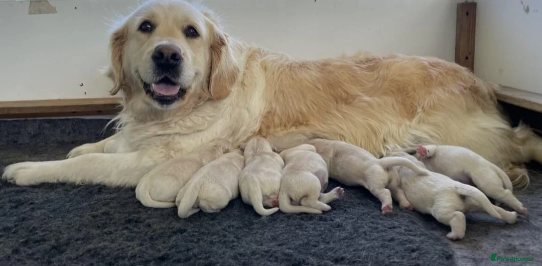 Golden Retriever dogs for sale: Top quality golden Retriever puppies - Advert 4