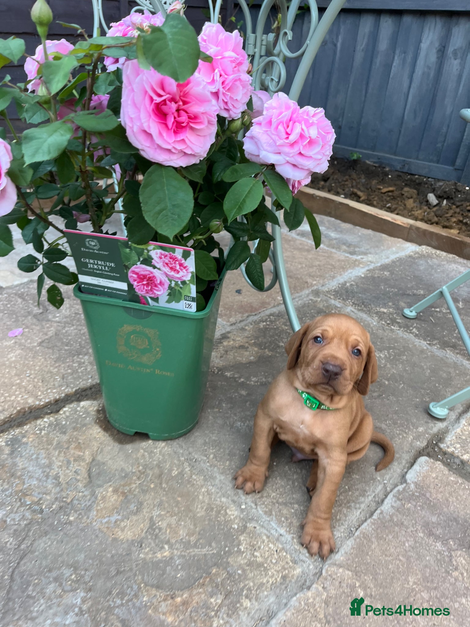 Hungarian Vizsla dogs for sale: Championship Bloodline Pedigree Hungarian Vizsla - Advert 6