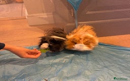 Guinea Pig rodents for sale: Guinea pigs!  - Image 3