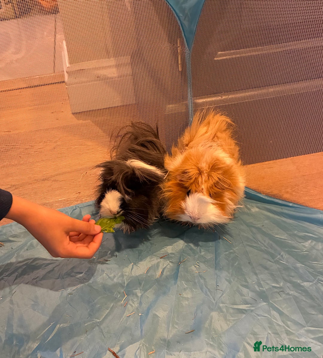 Guinea Pig rodents for sale: Guinea pigs!  - Image 3