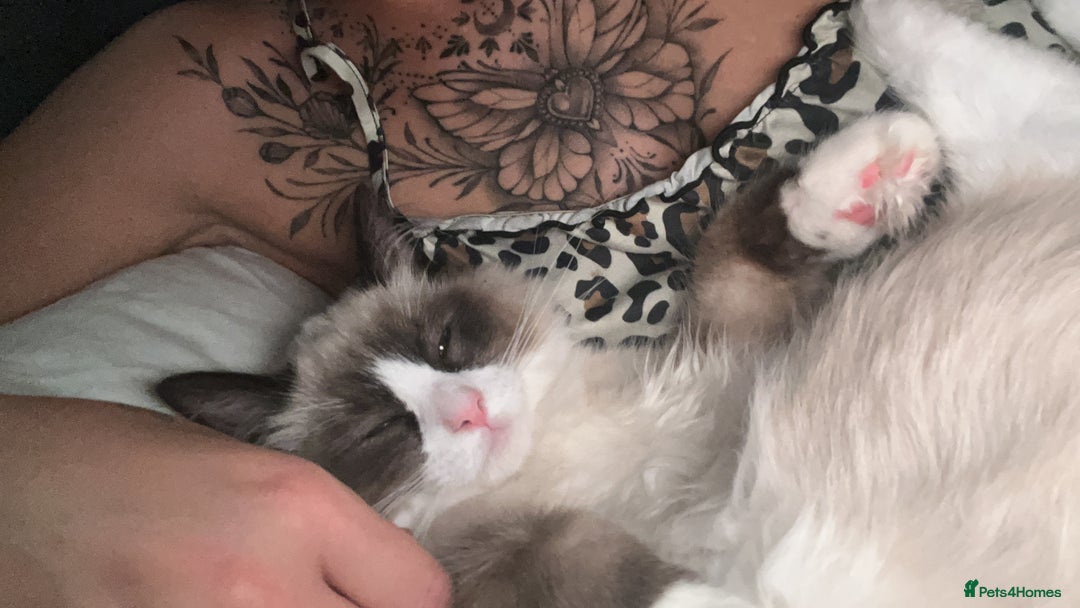 Ragdoll cats for sale: Male ragdoll  - Advert 7